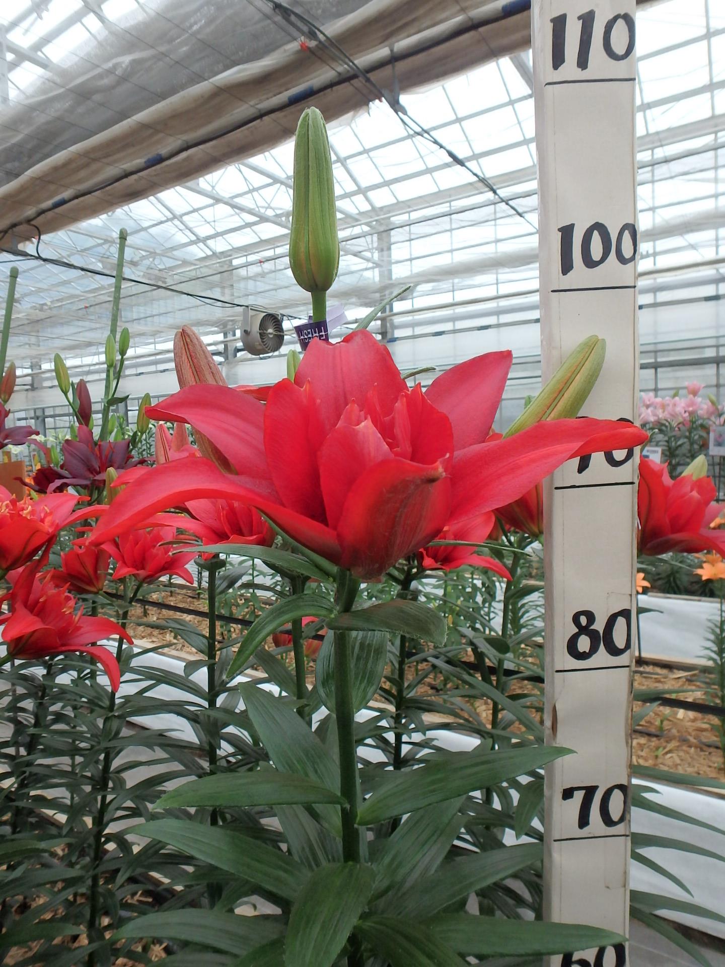 バルドイーグル（花粉無し）
